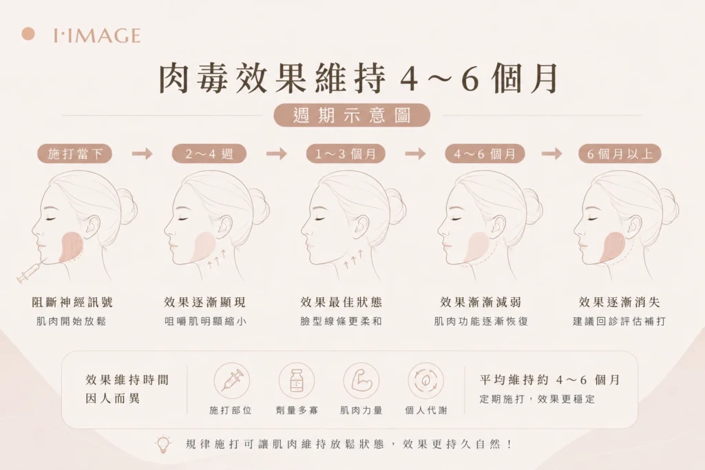 肉毒效果維持4到6個月週期示意