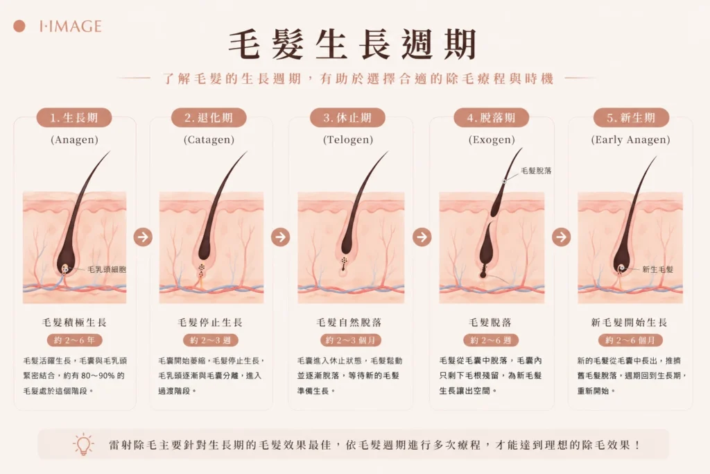 毛髮生長週期圖