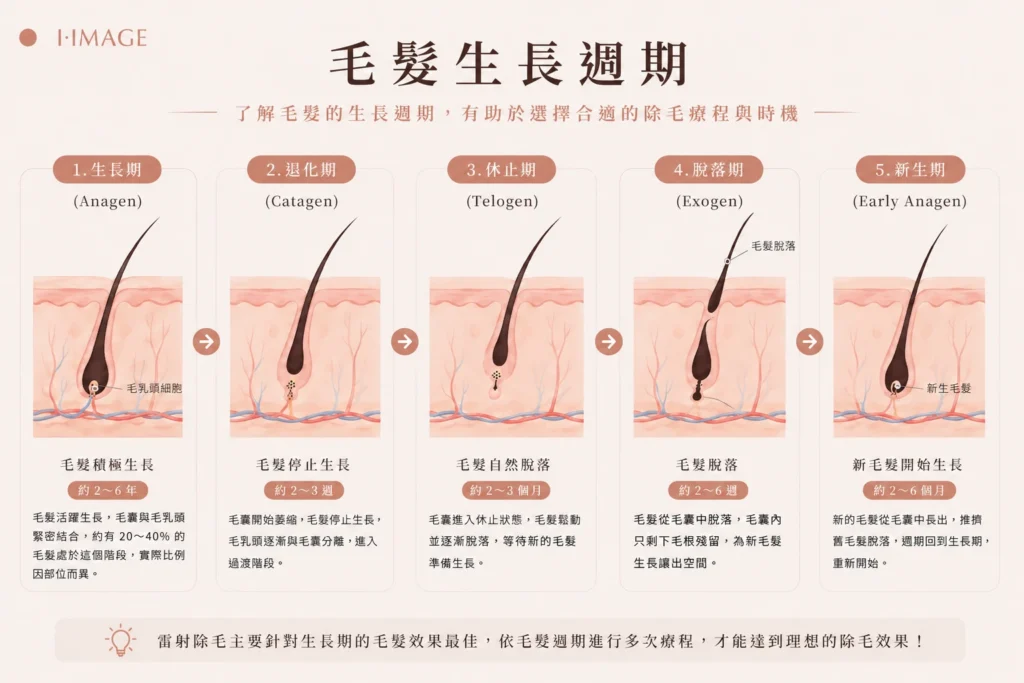 毛髮生長週期科普圖
